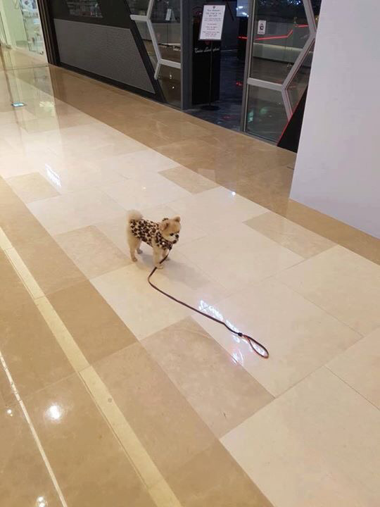 강아지 주인이 자기 친구 보더니 목줄 놓고 보러 감. jpg | 인스티즈