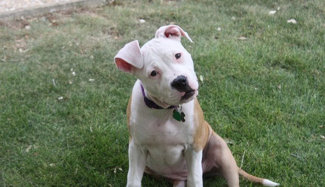 귀가 처진 댕댕이도 꼬리가 긴 댕댕이도 이렇게 사랑스러워요! (강아지 단이 단미에 대한 글) | 인스티즈