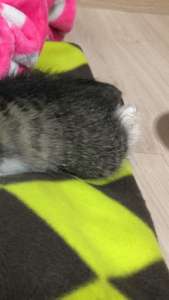 죽어가는 아기고양이 제발도와줘... | 인스티즈