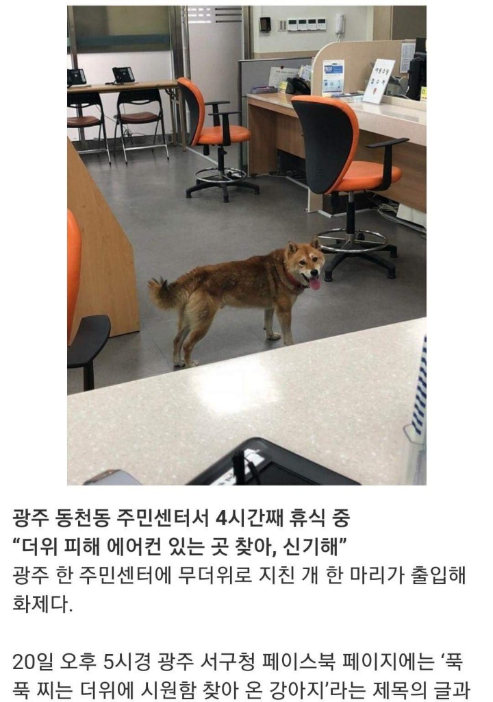 무더위를 피해 주민센터에 온 댕댕이 | 인스티즈