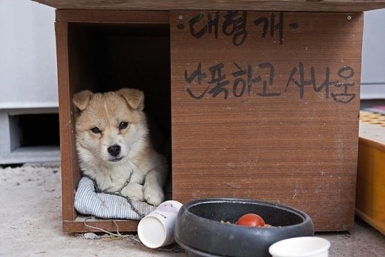 어리둥절한 동물친구들 | 인스티즈