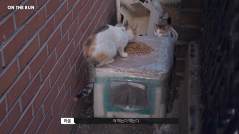 망원동 고양이 밥을 책임지고 있는 아이돌 | 인스티즈