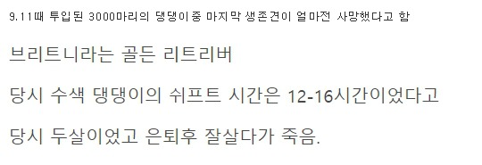 9.11때 투입된 3000마리의 댕댕이중 마지막 생존견 | 인스티즈