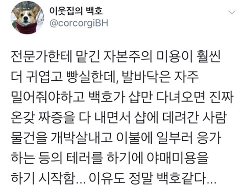 흔한 강아지의 셀프미용을 하는 이유 | 인스티즈