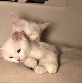 개와 고양이.jpg | 인스티즈