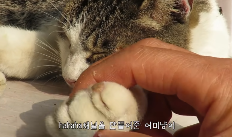 지금은 없지만 haha ha 채널에 머물렀었던 고양이들 | 인스티즈