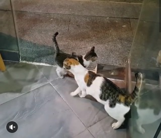 허스키의 고양이 육아일기 | 인스티즈
