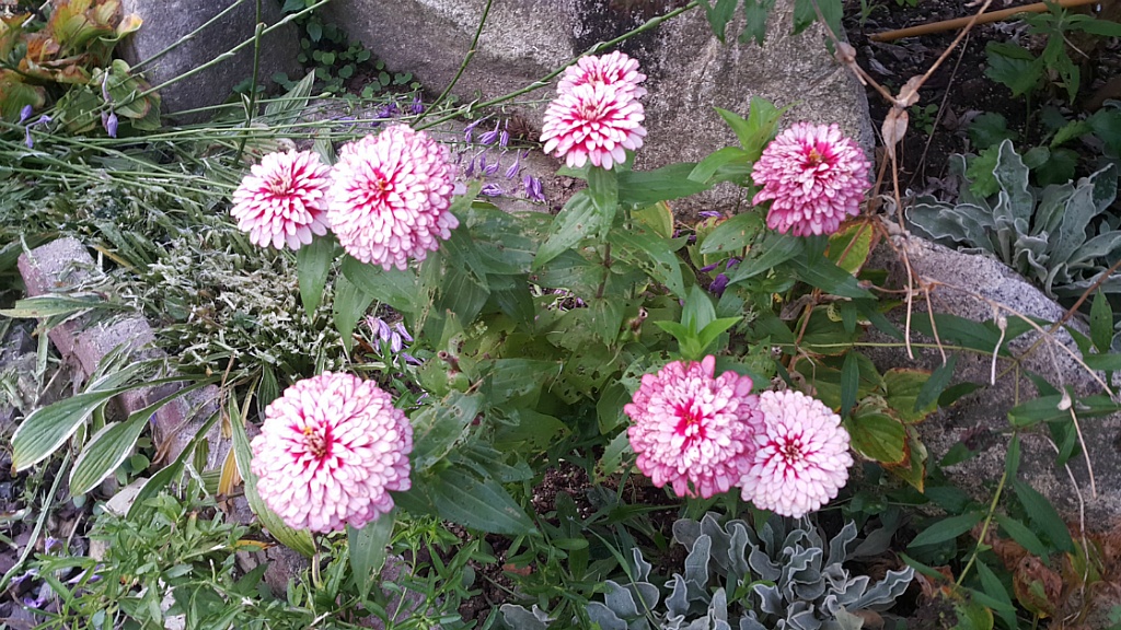 수국하우스 이미지