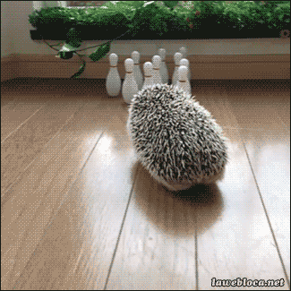 고슴도치.gif | 인스티즈