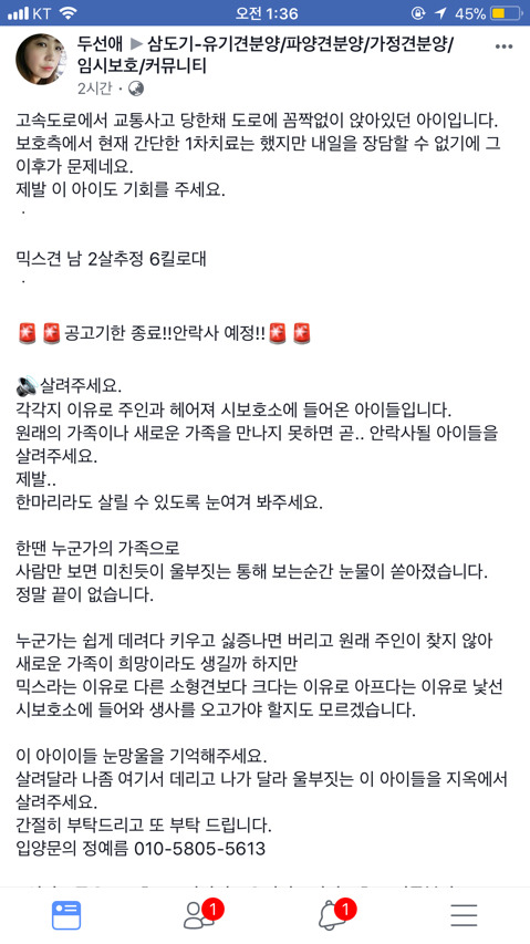 안락사될 아이들이랑 유기현장에서 발견했지만 보호소로 보내진 아이들 보고가줘ㅠㅠㅠ(여러마리고 지역도 여러군데야) | 인스티즈