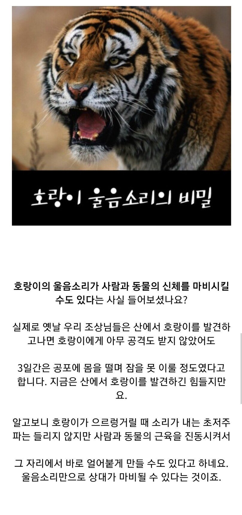 호랑이를 마주치면 꼼짝 못하는 이유 | 인스티즈