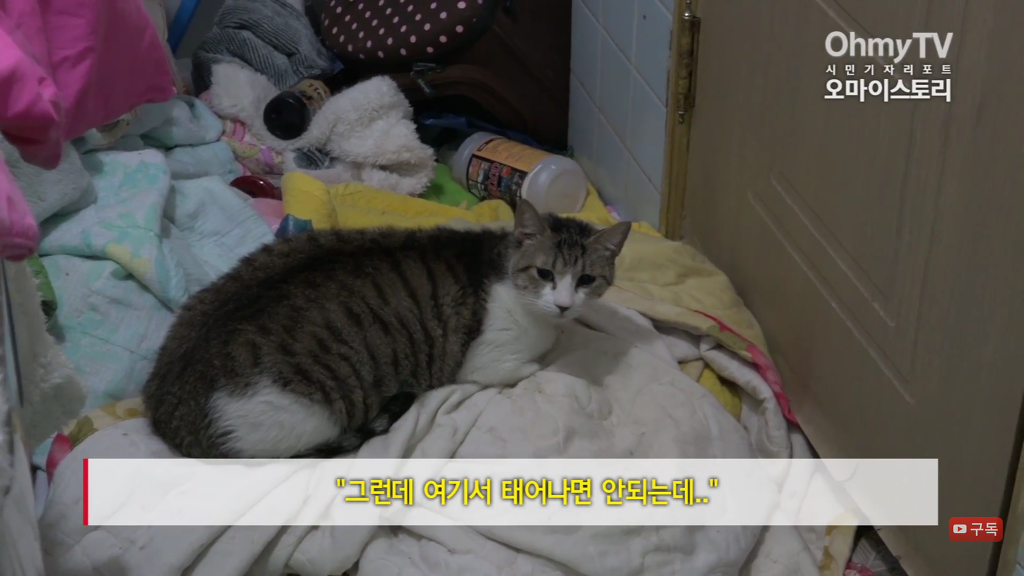 마산 애니멀 호더에게서 구조한 50여마리의 고양이들에게 손길을 내밀어주세요! 곧 쉼터가 폐쇄되어 아이들이 갈 곳이 없습니다 | 인스티즈