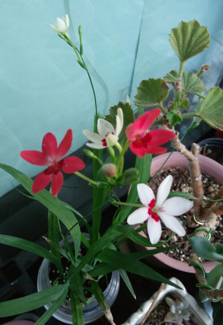 프리지 이미지
