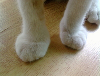 벌에게 쏘인 강아지와 고양이 | 인스티즈