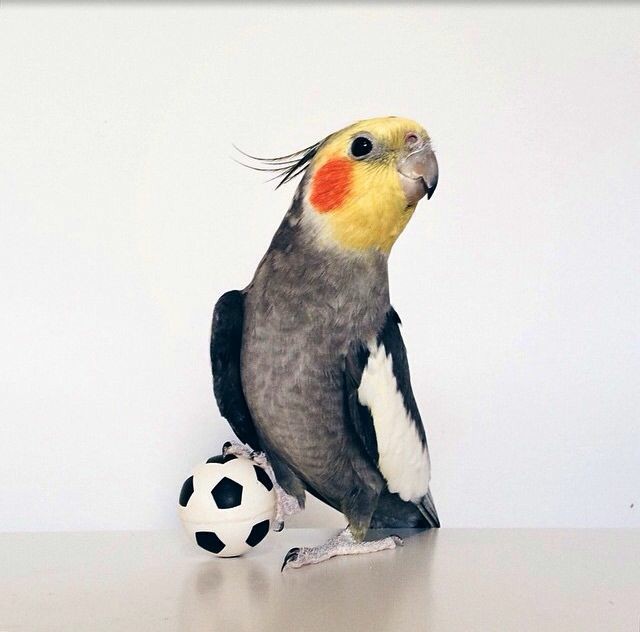 애기같은 앵무새 | 인스티즈