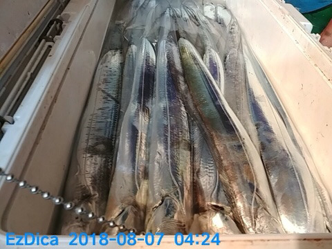 황금피싱 이미지