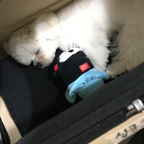 슈퍼주니어 이특이 키우는 반려견 심쿵이.jpg | 인스티즈