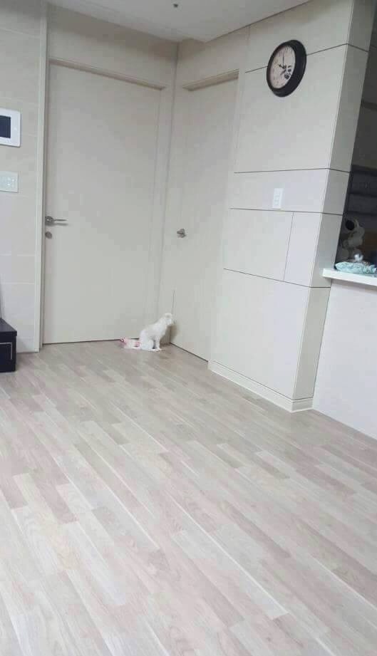 주인님 기다리는 댕댕이들 | 인스티즈