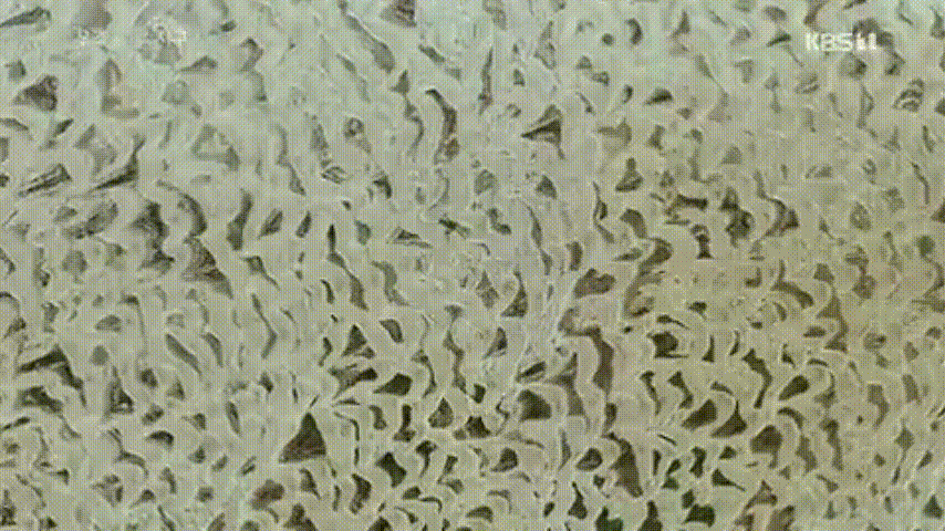 사막을 건너는 거북이의 여정..gif | 인스티즈