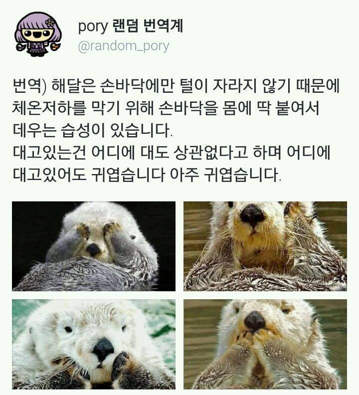 해달이 이런 귀여운 행동을 하는 이유 | 인스티즈
