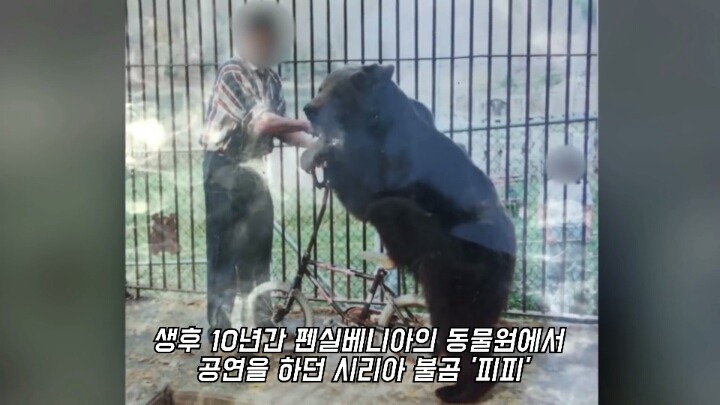 30년간 학대받은 곰 자연으로 돌아간 후 놀라운 변화 | 인스티즈