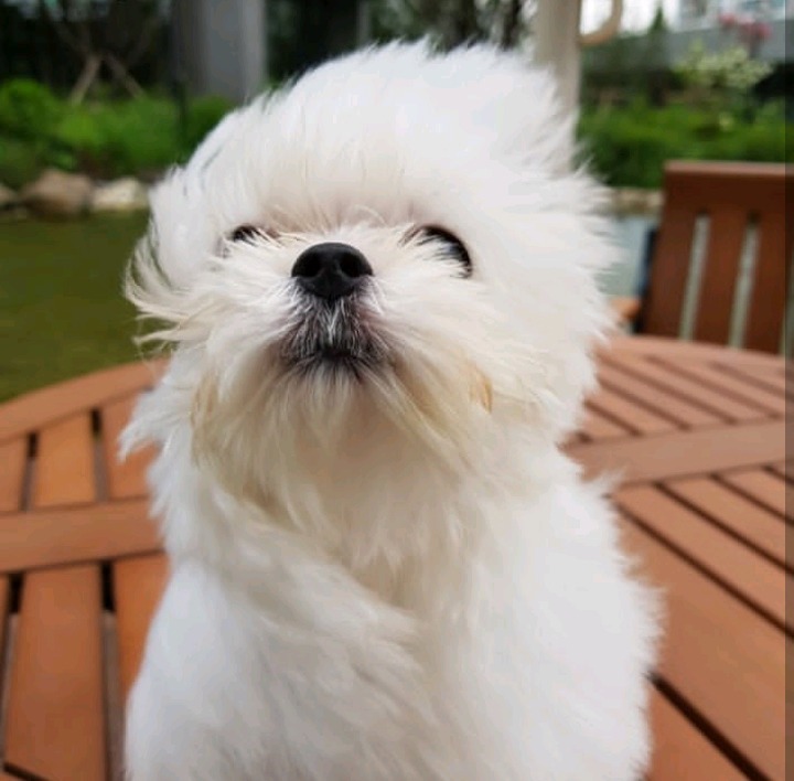 슈퍼주니어 이특이 키우는 반려견 심쿵이.jpg | 인스티즈