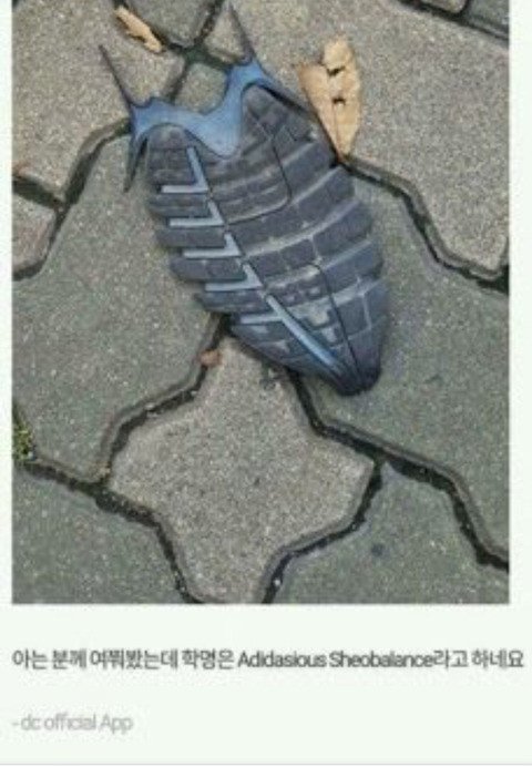 허언증 갤러리 레전드 모음ㅋㅋ.jpg | 인스티즈
