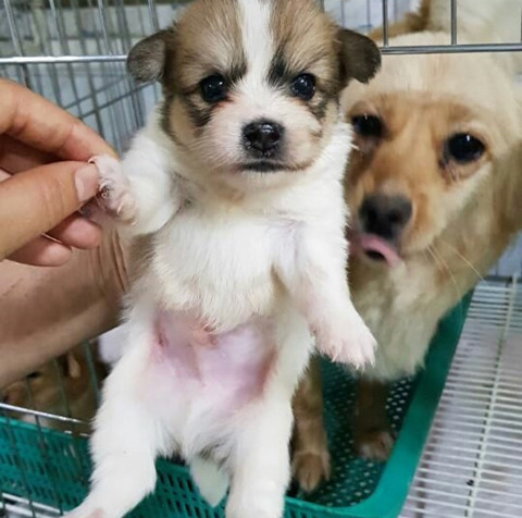 태어난지 얼마 안 된 새끼들과 어미견들이 많은 밀양보호소의 아이들을 구해주세요. 도와주세요 | 인스티즈