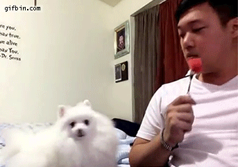 어이없어서 피식하게되는 개고양이들.gif | 인스티즈
