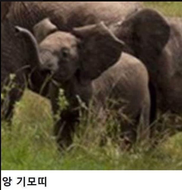 아기코끼리 괴롭힌 물소의 최후 | 인스티즈