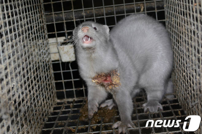 밍크 이미지