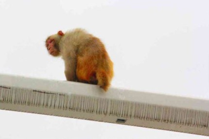 원숭이 엉덩이 빨간불로 착각해 교통사고 낸 여성.jpg | 인스티즈
