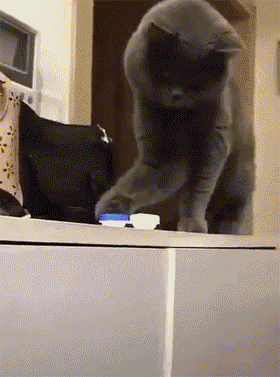 물건 위치 조정하는 냥이.gif | 인스티즈