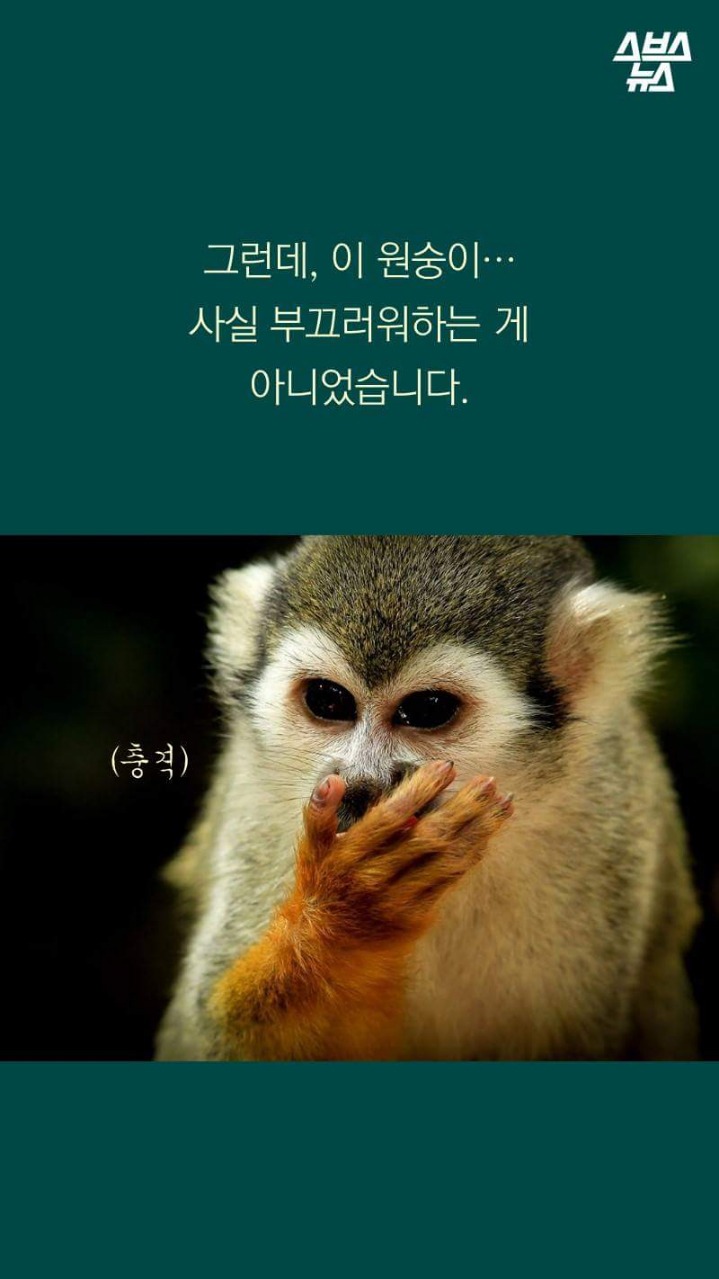 🙊🙉🙈 이원숭이 이모티콘에 심오한 뜻이.. | 인스티즈