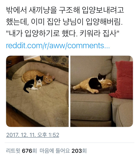 가족이 자기 맘대로 고양이 입양해버림; | 인스티즈