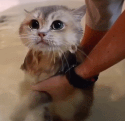 애묘인들이 꿈꾸는 고양이 모습.gif | 인스티즈